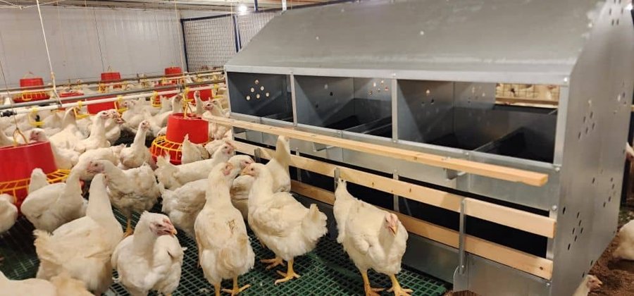 Healthy white hens beside steel nesting boxes inside a hen house